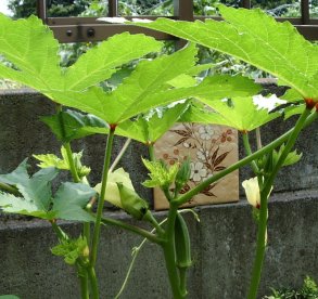 オクラの花と実