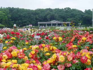 神代植物公園バラフェスタ