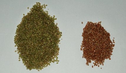 古代米、左が緑米、右が赤米