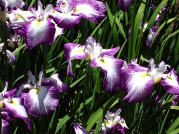ハナショウブ、江戸系の初紅