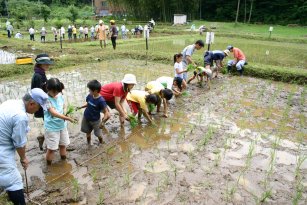 田植え