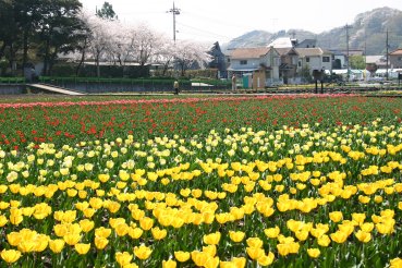 東京羽村のチューリップと桜