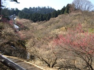 青梅市梅郷、梅の公園