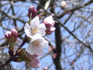 cherry_blossom1