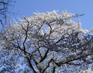 cherry_blossom2_s