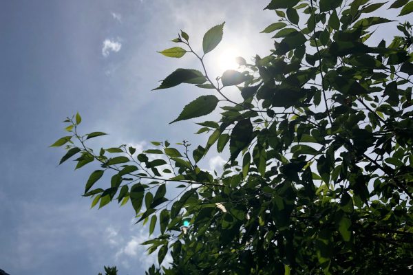 初夏の空