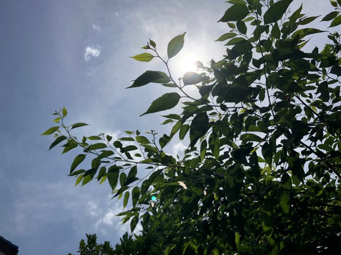 初夏の空