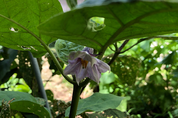 茄子の花