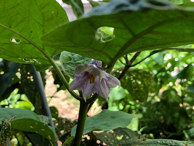 茄子の花