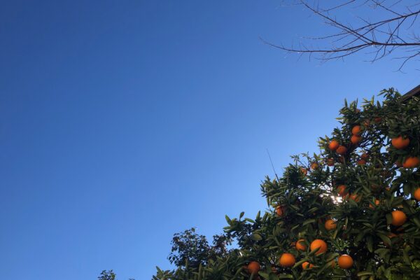 Blue sky and Satsuma