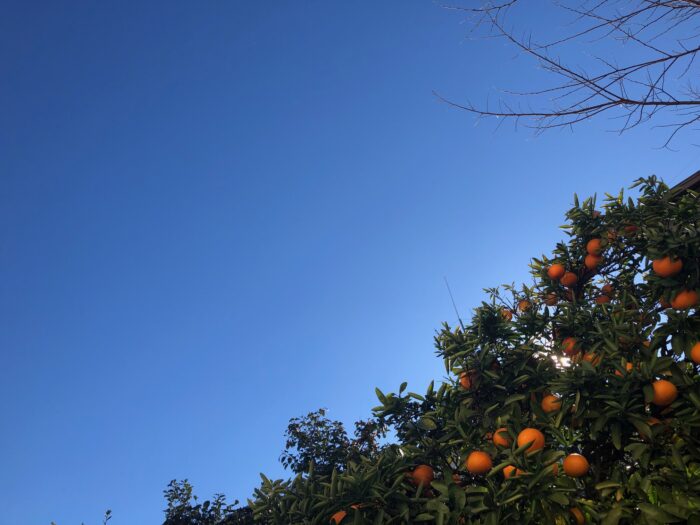 Blue sky and Satsuma