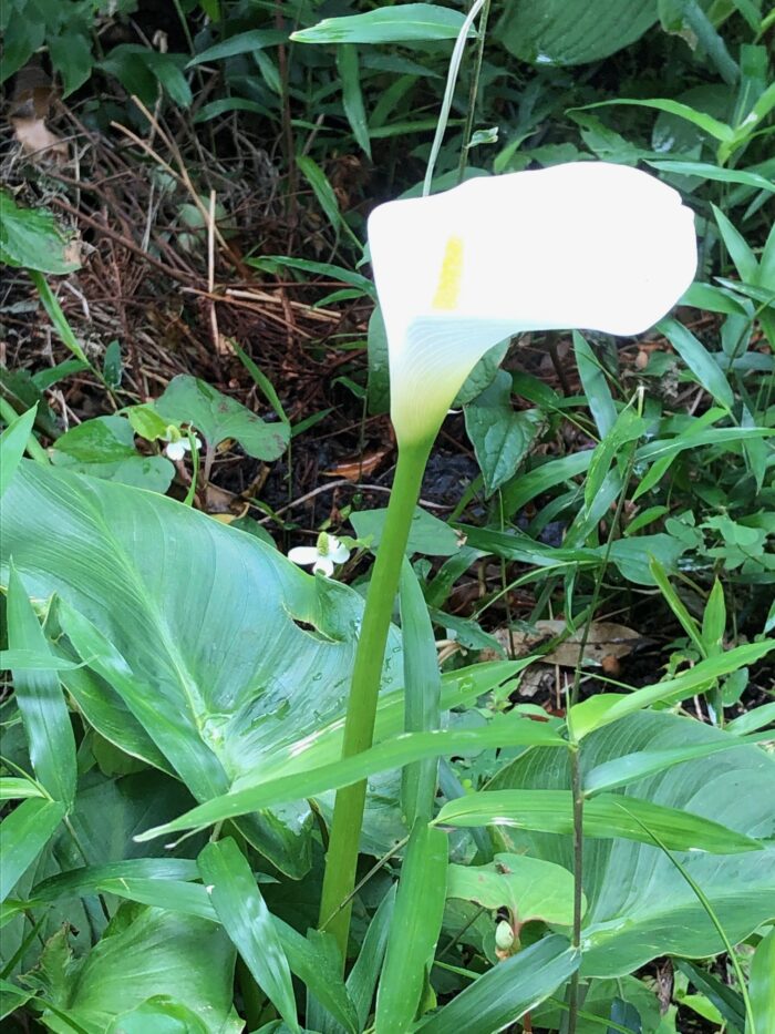 オランダカイウ（Calla Lily）