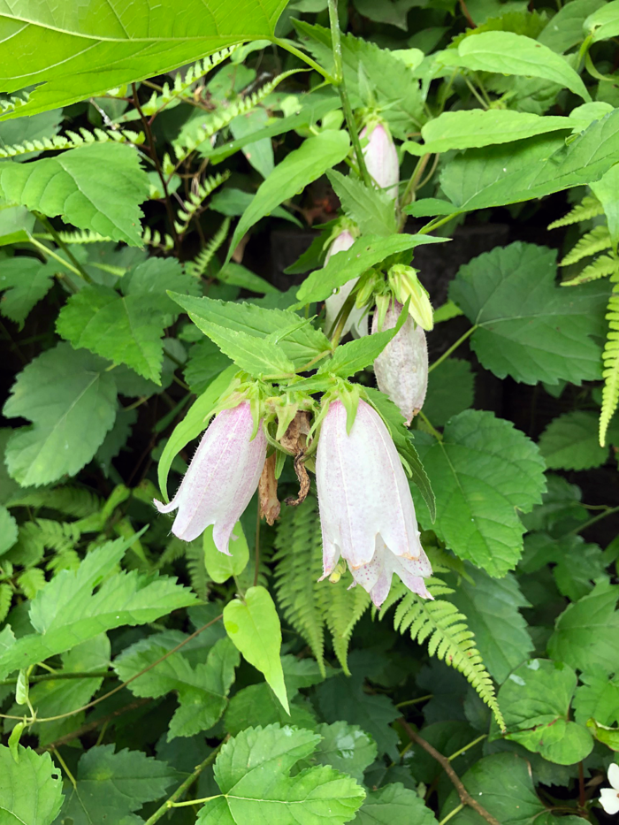 釣鐘草 / Bellflower